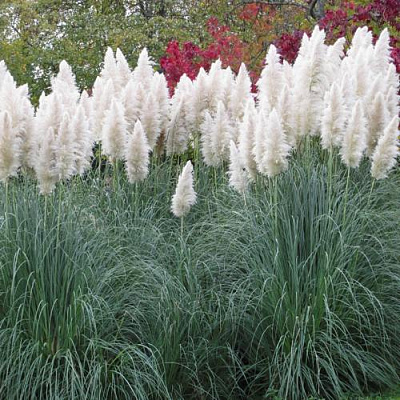 Кортадерия белая (пампасная трава) в Таразе