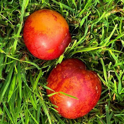 Шарафуга НЕКТАРИННАЯ в Таразе