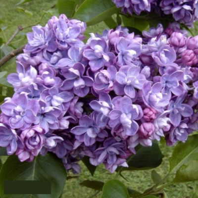 Сирень АМИ ШОТТ в Таразе