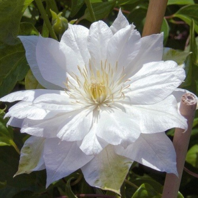 Клематис ДАЧЕСС ОФ ЭДИНБУРГ в Таразе