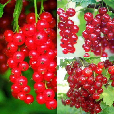 Комплект КРАСНЫЙ УРОЖАЙ в Таразе