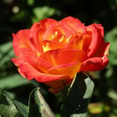 Роза ЛИНА чайно-гибридная в Таразе
