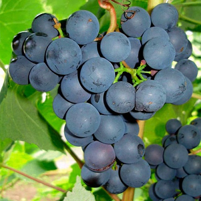 Виноград ЮОДУПЕ в Таразе