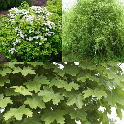 Комплект ЗЕЛЕНЫЙ ОАЗИС в Таразе