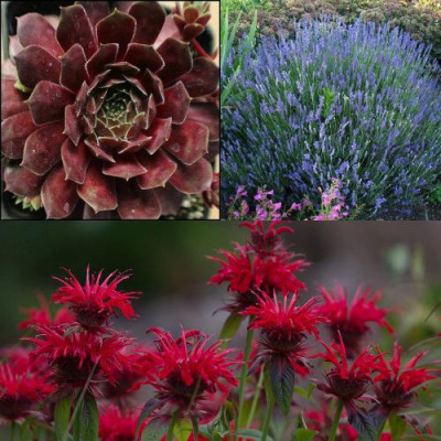 Комплект ФИОЛЕТОВОЕ ВДОХНОВЕНИЕ в Таразе