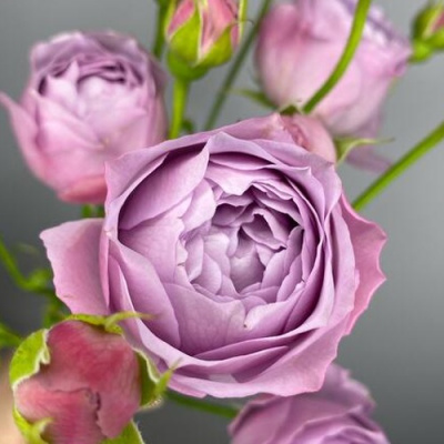 Роза ЛАВЕНДЕР БАБЛС спрей в Таразе