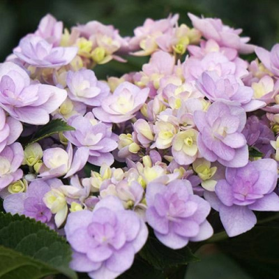 Гортензия Ю ЭНД МИ ФОРЕВЕР крупнолистная в Таразе