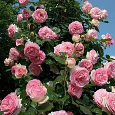 Роза ПЬЕР ДЕ РОНСАР плетистая в Таразе