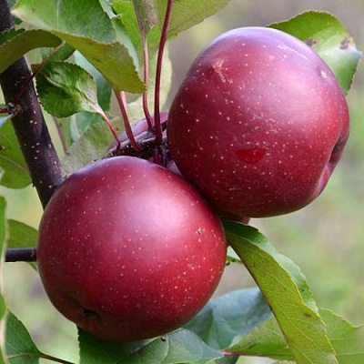 Яблоня красномясая в Таразе