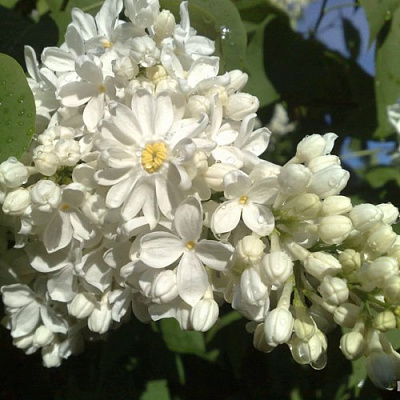 Сирень РОЧЕСТЕР в Таразе