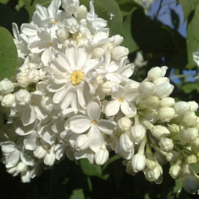 Сирень РОЧЕСТЕР в Таразе