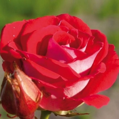 Роза ШОНЕ КОБЛЕНЦЕРИН флорибунда в Таразе