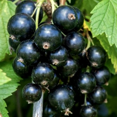 Смородина чёрная СЕЛЕЧЕНСКАЯ в Таразе