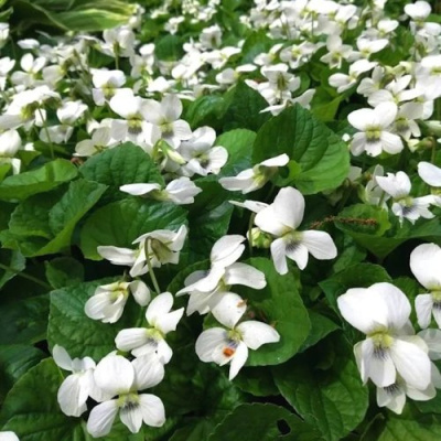 Фиалка АЛЬБИФЛОРА сестринская в Таразе