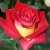 Роза ФРЕНДШИП чайно-гибридная в Таразе