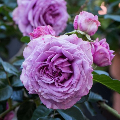 Роза СИЛЬВЕР КВИК плетистая в Таразе