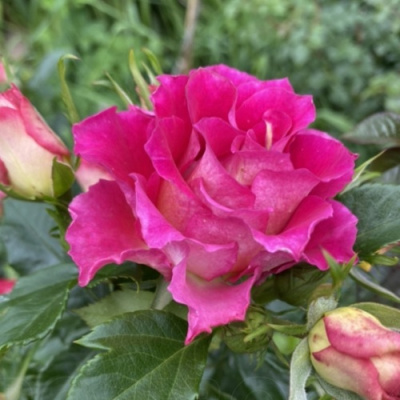 Роза БРЕРА флорибунда в Таразе