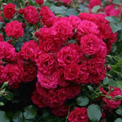 Роза почвопокровная РАДОСТЬ САДОВНИКА (ГАРТЕН ФРОЙДЕ) в Таразе