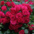 Роза почвопокровная РАДОСТЬ САДОВНИКА (ГАРТЕН ФРОЙДЕ) в Таразе