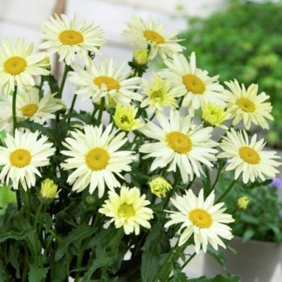 Нивяник БРОДВЕЙ ЛАЙТС великолепный в Таразе