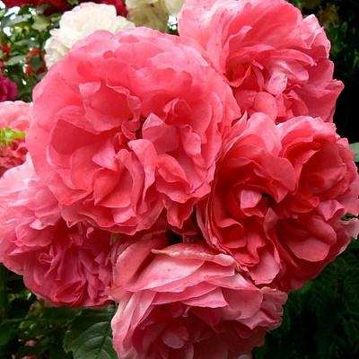 Роза РОЗАРИУМ ЮТЕРСОН плетистая в Таразе