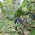 Жимолость съедобная ПУШКИНСКАЯ в Таразе
