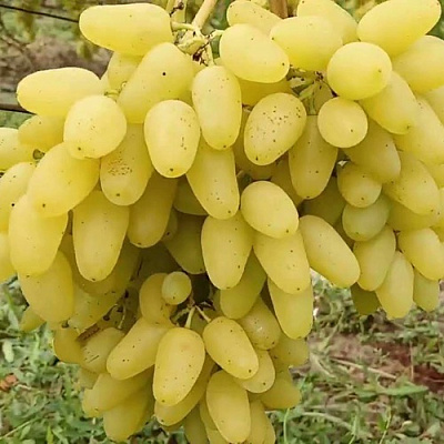 Виноград КИШМИШ АЛЕКС в Таразе