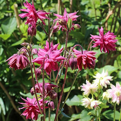 Аквилегия БАРЛОУ БОРДО обыкновенная в Таразе