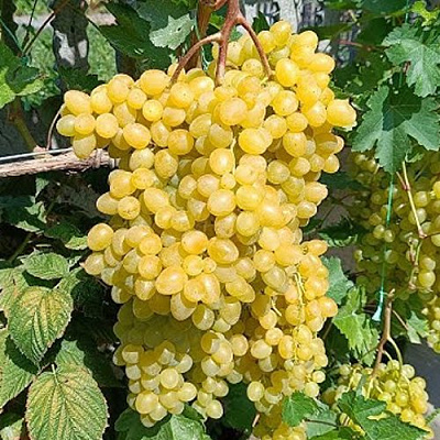 Виноград КИШМИШ ЦИМУС в Таразе