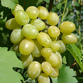 Виноград в Таразе