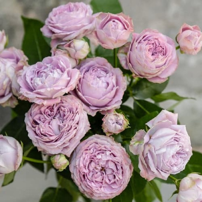 Роза ЛАВЕНДЕР БАБЛС спрей в Таразе