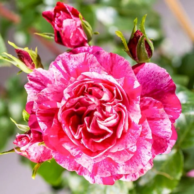 Роза ИНЕС САСТР плетистая в Таразе