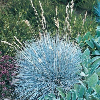 Овсяница АЙСФОГЕЛЬ сизая в Таразе