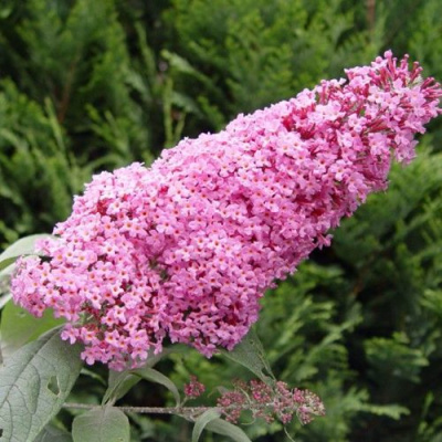 Буддлея давида ПИНК ДЕЛАЙТ в Таразе