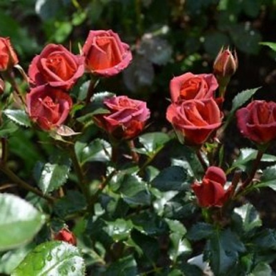 Роза ЧОКОЧИНО спрей в Таразе