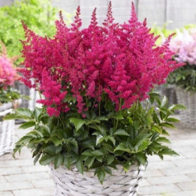 Астильба ЛАКИ ДЕЙ Арендса в Таразе