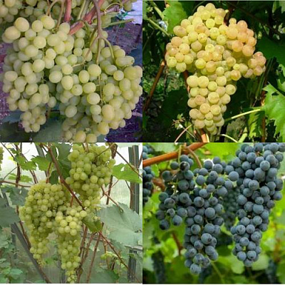 Комплект ВИНОГРАДНАЯ РАДУГА в Таразе