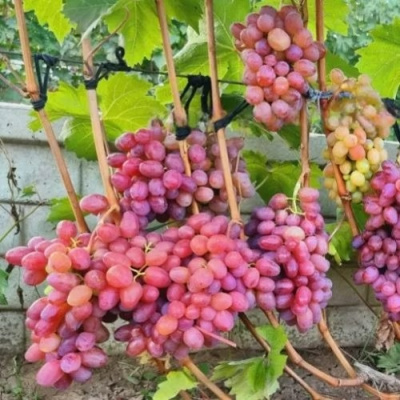 Виноград ДЫНЬКА в Таразе