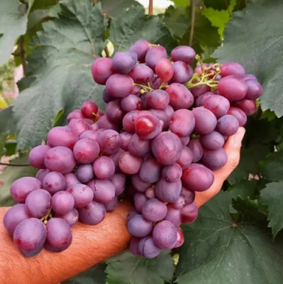 Виноград ПАМЯТИ УЧИТЕЛЯ в Таразе