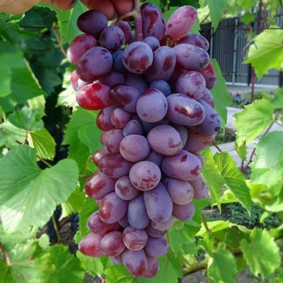 Виноград БАЙКОНУР в Таразе