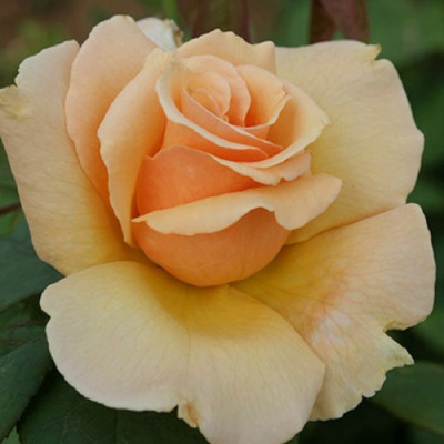 Роза МЕДАЛЬОН чайно-гибридная в Таразе