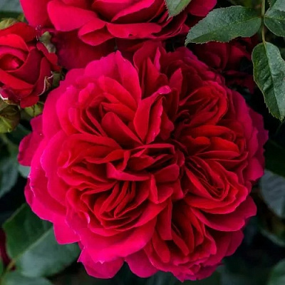 Роза СОУЛ шраб в Таразе