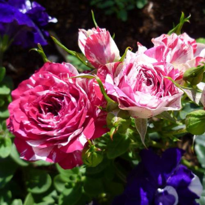 Роза ФЛЕШ ДАНС спрей в Таразе