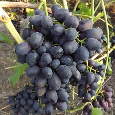 Виноград ЗАБАВА в Таразе