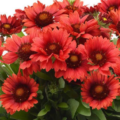 Гайлардия МЕСА РЕД в Таразе