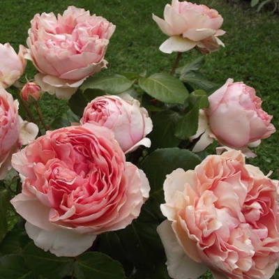 Роза ФИЛИНГ чайно-гибридная в Таразе