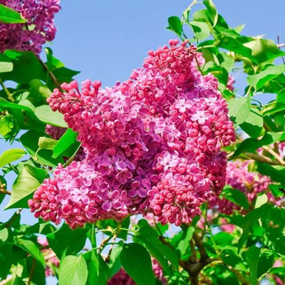 Сирень КРАСНАЯ МОСКВА в Таразе