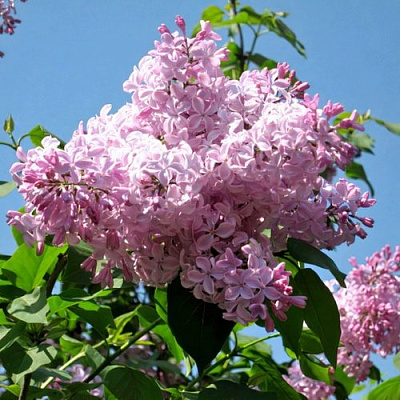 Сирень БУФФОН в Таразе