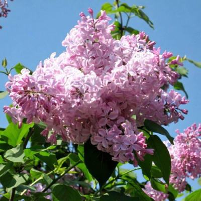 Сирень БУФФОН в Таразе