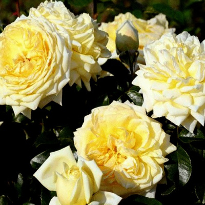 Роза НАДЯ МЕЙДИЛАНД почвопокровная в Таразе